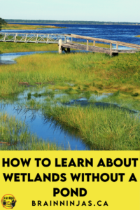 Are you trying to teach wetlands in Alberta but there isn't a nearby pond and you can't take a field trip? That's exactly why we wrote this series of lessons, activities and assessments. We tried to make them as hands-on and engaging as possible. Come take a look to see if they can help you get your planning done so you can enjoy the activities along with your upper elementary science students.