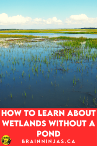 Are you trying to teach your students about wetlands in Alberta but there isn't a nearby pond and you can't take a field trip? That's exactly why we wrote this series of lessons, activities and assessments. Come take a look to see if they can help you get your planning done so you can enjoy the activities along with your upper elementary science students.