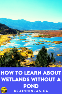 Are you trying to teach wetlands in your Alberta science class but there isn't a nearby pond and you can't take a field trip? That's exactly why we wrote this series of lessons, activities and assessments. Come take a look to see if they can help you get your planning done so you can enjoy the activities along with your upper elementary science students.