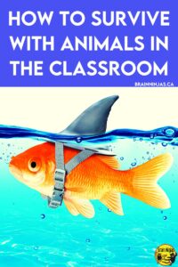 Do you have classroom pets? We don't. Come hear some hilarious stories why we don't keep animals in the classroom anymore. 