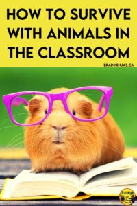 Do you have classroom pets? We don't. Come hear some hilarious stories why we don't keep animals in the classroom anymore. 