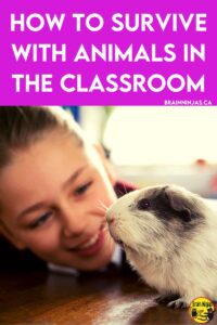 Do you have classroom pets? We don't. Come hear some hilarious stories why we don't keep animals in the classroom anymore. 