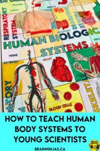 If you are teaching human body systems to your elementary science students, we've got everything you need to get your unit planned in record time. Come check out these activities, lessons, books, videos and so much more. It's perfect for the new Alberta science curriculum outcomes.