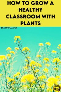 Are you looking for ways to bring plants into your class? You can include them in science, but you can also reap the benefits of nature in the classroom. Come take a look to see how you can grow a healthy classroom.