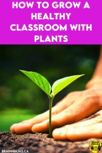 Are you looking for ways to bring plants into your class? You can include them in science, but you can also reap the benefits of nature in the classroom. Come take a look to see how you can grow a healthy classroom.